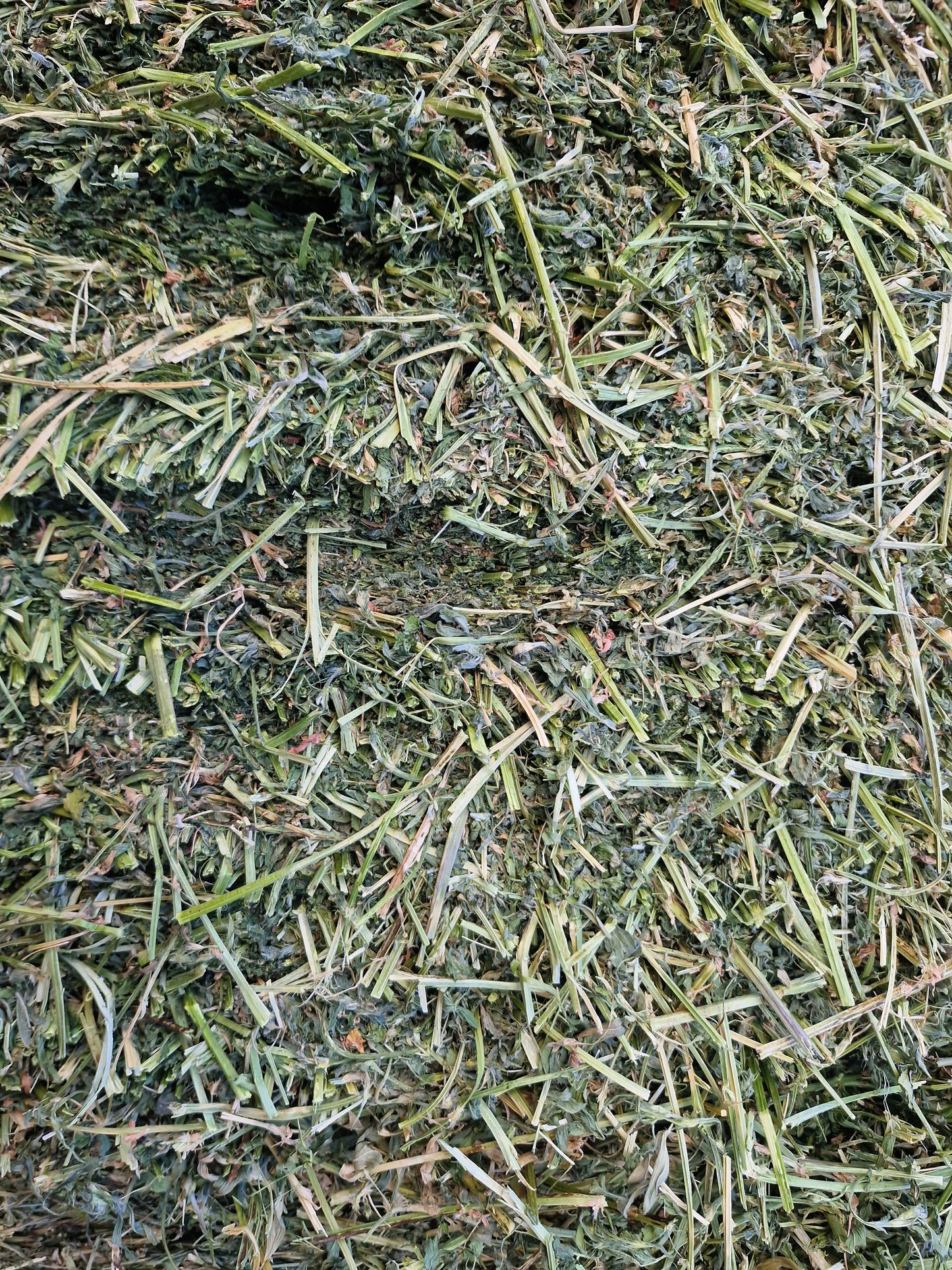 Lucerne First Grade - Fresh Cut