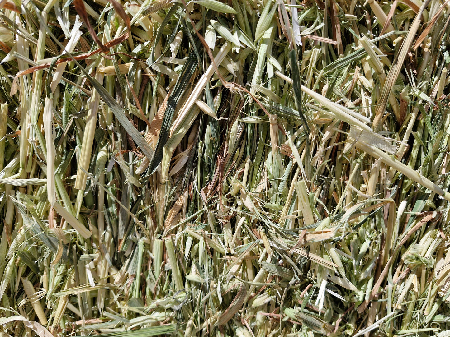 Oaten Hay - Fresh Cut