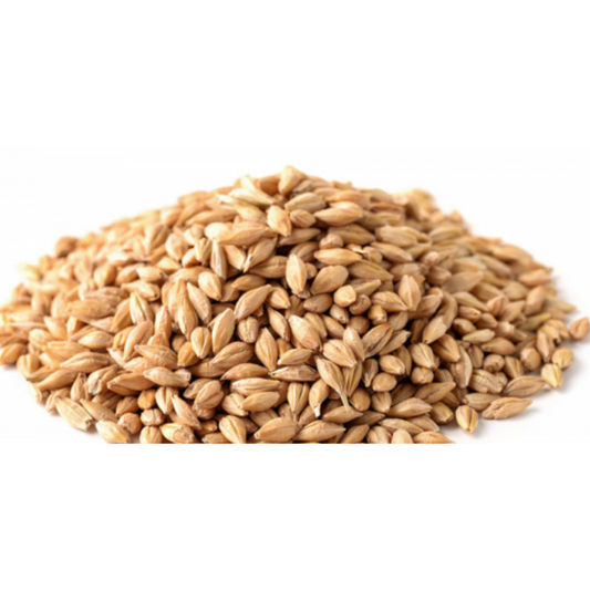 Avigrain Barley